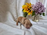 Little Bear, a male Labrador Retriever for sale in Bemidji, MN – 1 of 1