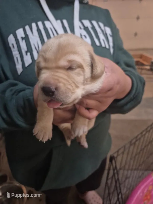Ginger – Labrador Retriever puppy for sale in Bemidji, MN