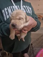 Ginger, a female Labrador Retriever for sale in Bemidji, MN – 1 of 1