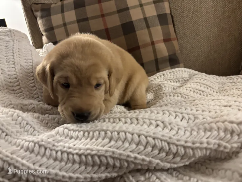 Yogi Bear – Labrador Retriever puppy for sale in Bemidji, MN