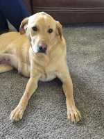 Pumpkin, a female Labrador Retriever for sale in Bemidji, MN – 4 of 4