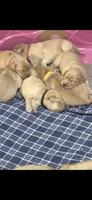 Pumpkin, a female Labrador Retriever for sale in Bemidji, MN – 2 of 4