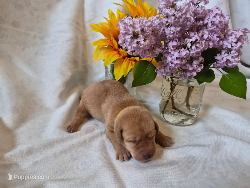 Kenai – Labrador Retriever puppy for sale in Bemidji, MN