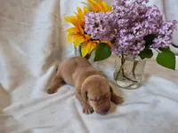 Kenai, a male Labrador Retriever for sale in Bemidji, MN – 1 of 1