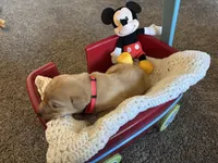 Winnie the Pooh, a male Labrador Retriever for sale in Bemidji, MN – 2 of 3