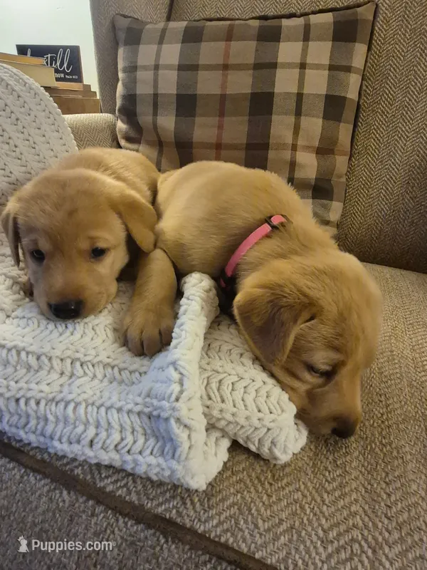 Winnie the Pooh – Labrador Retriever puppy for sale in Bemidji, MN