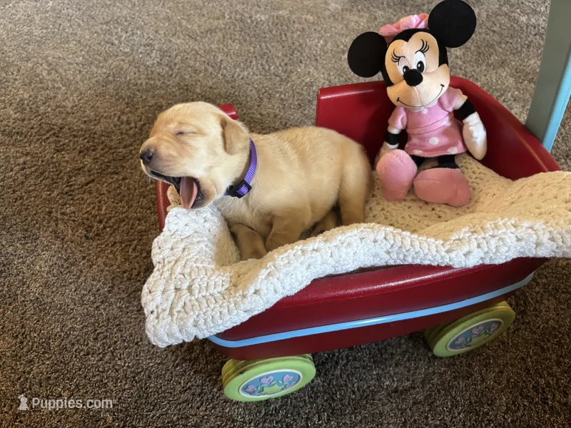 Ginger – Labrador Retriever puppy on hold in Bemidji, MN