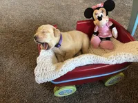 Ginger, a female Labrador Retriever for sale in Bemidji, MN – 1 of 3
