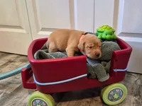 Little Koda, a male Labrador Retriever for sale in Bemidji, MN – 1 of 3