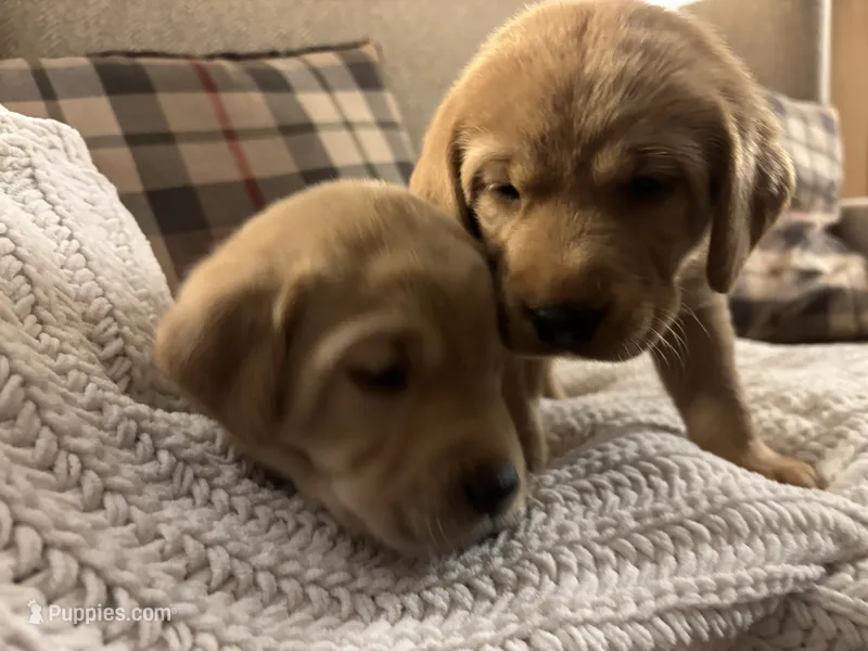 Gus – Labrador Retriever puppy for sale in Bemidji, MN