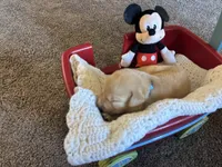 Boo Boo, a male Labrador Retriever for sale in Bemidji, MN – 2 of 3