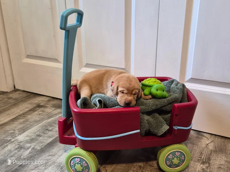 Winnie the Pooh – Labrador Retriever puppy for sale in Bemidji, MN