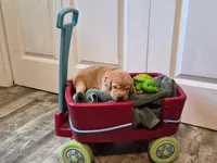 Winnie the Pooh, a male Labrador Retriever for sale in Bemidji, MN – 1 of 3