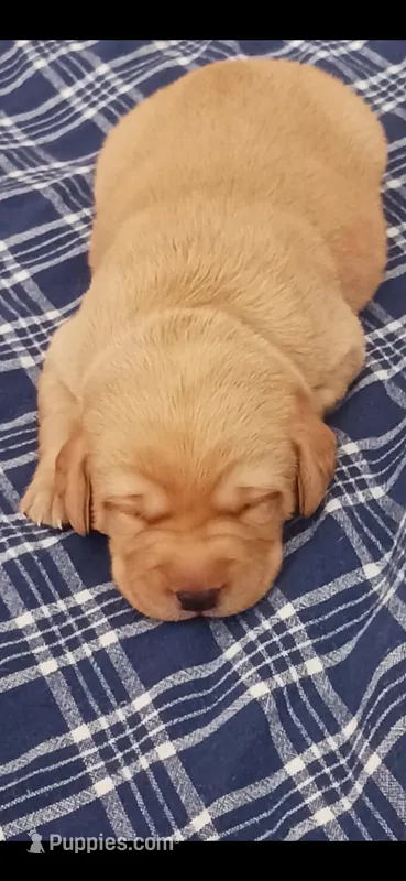 Baloo – Labrador Retriever puppy for sale in Bemidji, MN