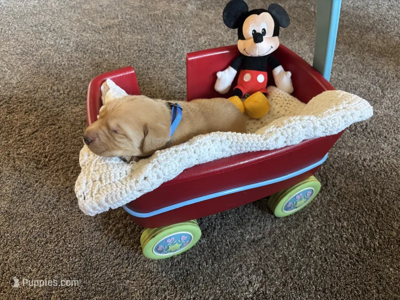 Guthrie Ulysses Samson  (GUS) – Labrador Retriever puppy for sale in Bemidji, MN