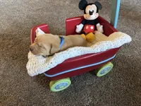 Guthrie Ulysses Samson  (GUS), a male Labrador Retriever for sale in Bemidji, MN – 1 of 5