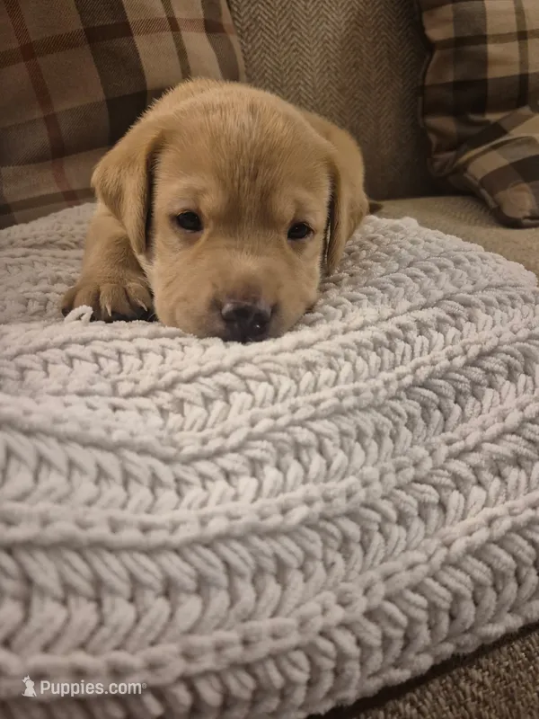 Little Bear – Labrador Retriever puppy for sale in Bemidji, MN
