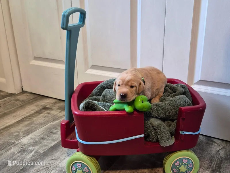 Yogi Bear – Labrador Retriever puppy for sale in Bemidji, MN