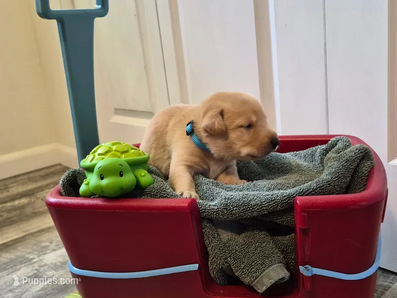 Boo Boo – Labrador Retriever puppy for sale in Bemidji, MN
