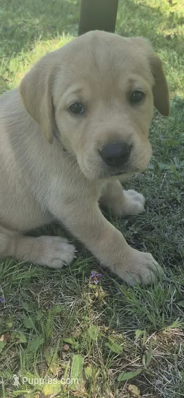 Ginger – Labrador Retriever puppy for sale in Bemidji, MN
