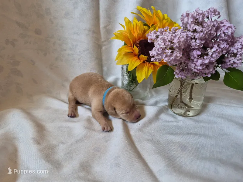 Boo Boo – Labrador Retriever puppy for sale in Bemidji, MN