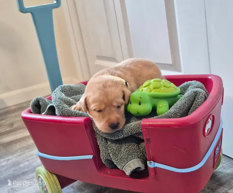 Kenai – Labrador Retriever puppy for sale in Bemidji, MN