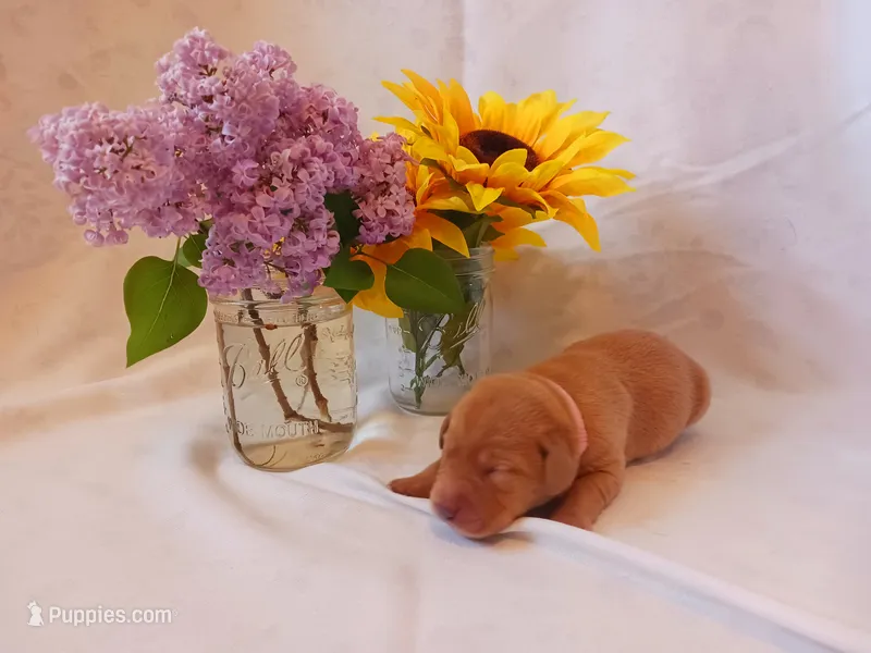 Pumpkin – Labrador Retriever puppy for sale in Bemidji, MN