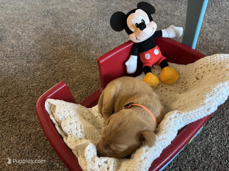 Little Koda – Labrador Retriever puppy for sale in Bemidji, MN