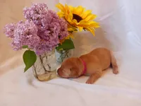 Nutmeg, a female Labrador Retriever for sale in Bemidji, MN – 3 of 3