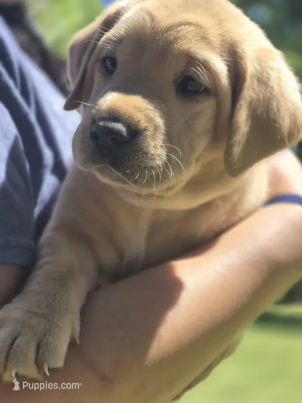 Yogi Bear – Labrador Retriever puppy for sale in Bemidji, MN