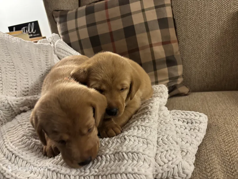 Kenai – Labrador Retriever puppy for sale in Bemidji, MN
