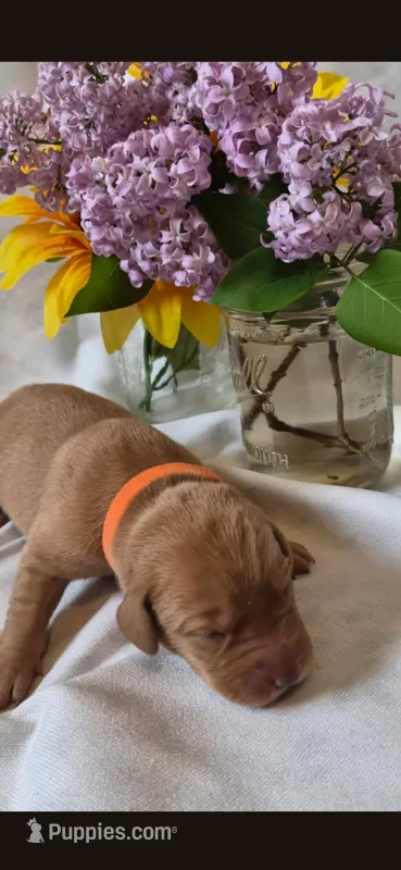 Little Koda – Labrador Retriever puppy for sale in Bemidji, MN