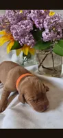 Little Koda, a male Labrador Retriever for sale in Bemidji, MN – 1 of 1