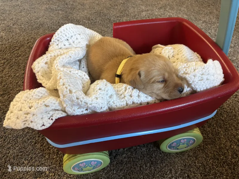 Kenai – Labrador Retriever puppy for sale in Bemidji, MN