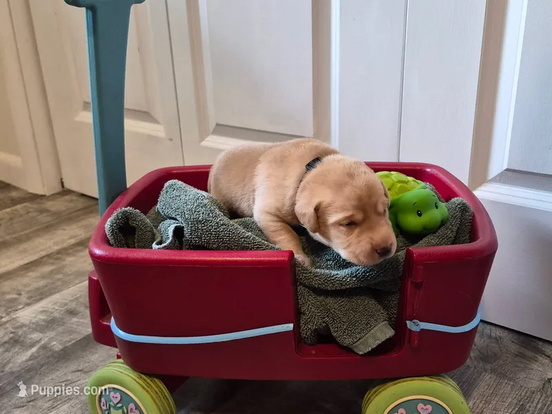 Little Bear – Labrador Retriever puppy for sale in Bemidji, MN