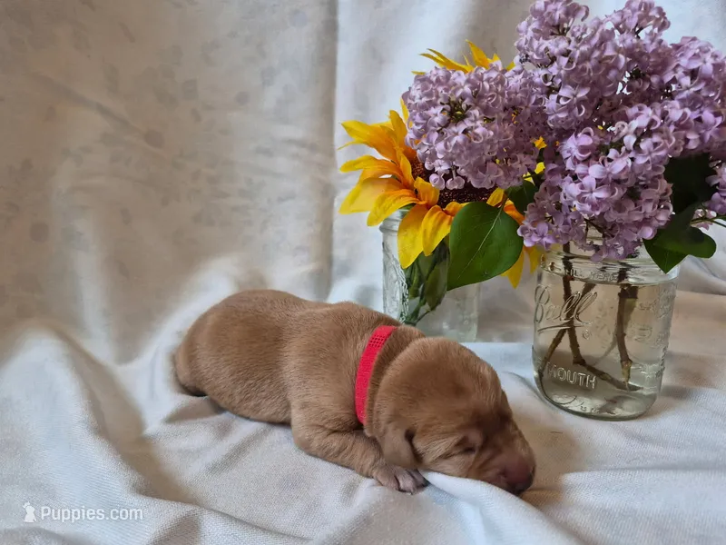 Winnie the Pooh – Labrador Retriever puppy for sale in Bemidji, MN