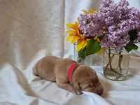Winnie the Pooh, a male Labrador Retriever for sale in Bemidji, MN – 1 of 1