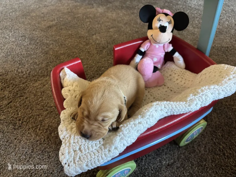 Pumpkin – Labrador Retriever puppy on hold in Bemidji, MN