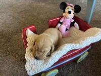 Pumpkin, a female Labrador Retriever for sale in Bemidji, MN – 1 of 5