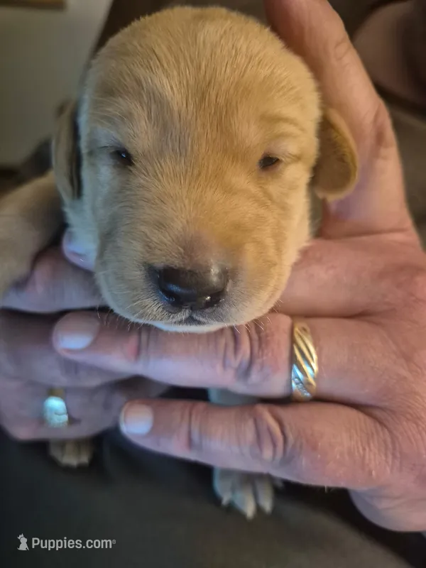 Nutmeg – Labrador Retriever puppy for sale in Bemidji, MN