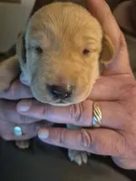 Nutmeg, a female Labrador Retriever for sale in Bemidji, MN – 1 of 1