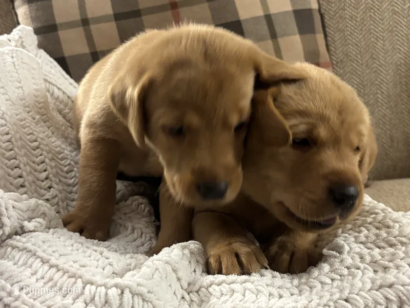 Little Koda – Labrador Retriever puppy for sale in Bemidji, MN