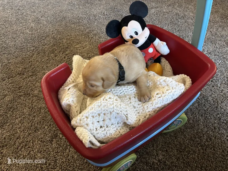 Little Bear – Labrador Retriever puppy for sale in Bemidji, MN