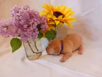 Ginger, a female Labrador Retriever for sale in Bemidji, MN – 2 of 3
