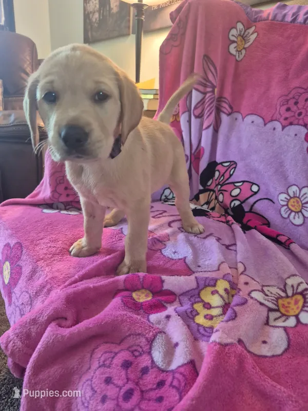 Ginger – Labrador Retriever puppy for sale in Bemidji, MN