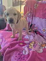 Ginger, a female Labrador Retriever for sale in Bemidji, MN – 1 of 1