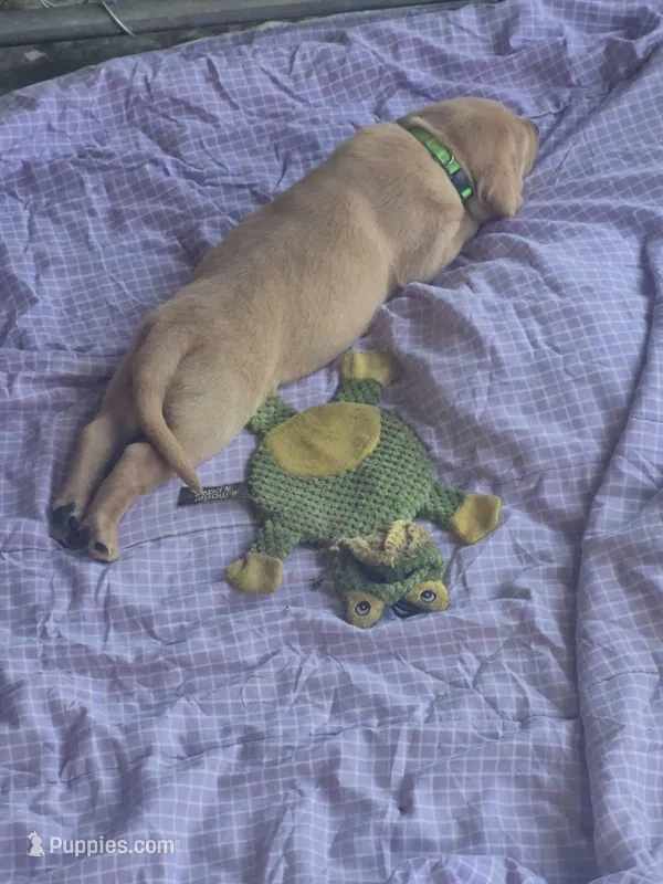 Yogi Bear – Labrador Retriever puppy for sale in Bemidji, MN
