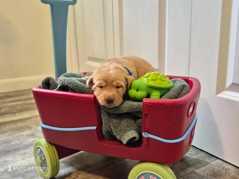 Gus – Labrador Retriever puppy for sale in Bemidji, MN
