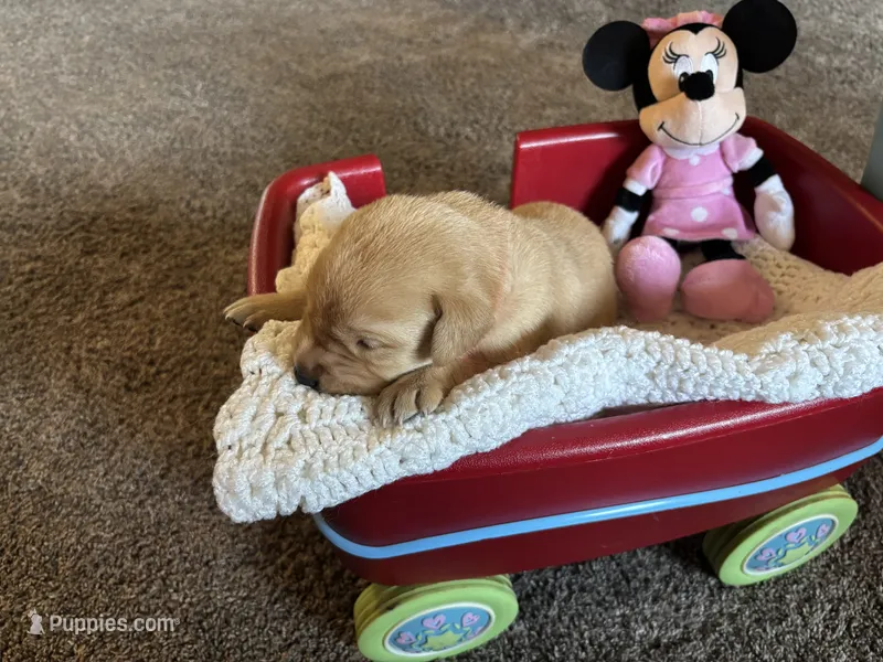 Nutmeg – Labrador Retriever puppy on hold in Bemidji, MN