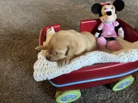 Nutmeg, a female Labrador Retriever for sale in Bemidji, MN – 1 of 3
